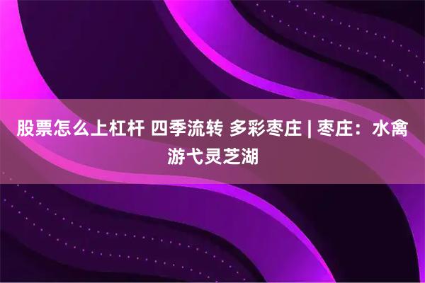 股票怎么上杠杆 四季流转 多彩枣庄 | 枣庄：水禽游弋灵芝湖