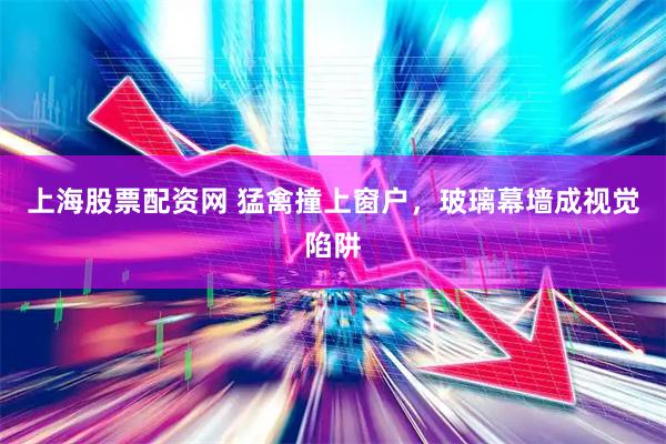 上海股票配资网 猛禽撞上窗户，玻璃幕墙成视觉陷阱